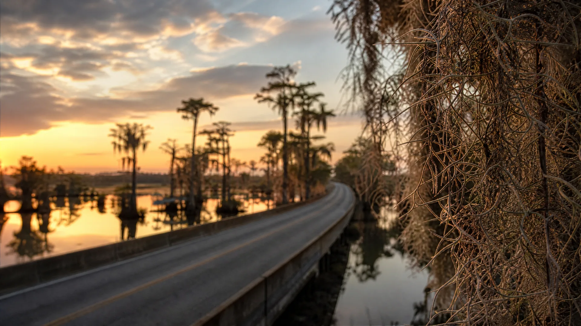 A two-lane causeway road curves over still water at sunset, with silhouetted cypress trees on the left and Spanish moss hanging in sharp focus across the right foreground.