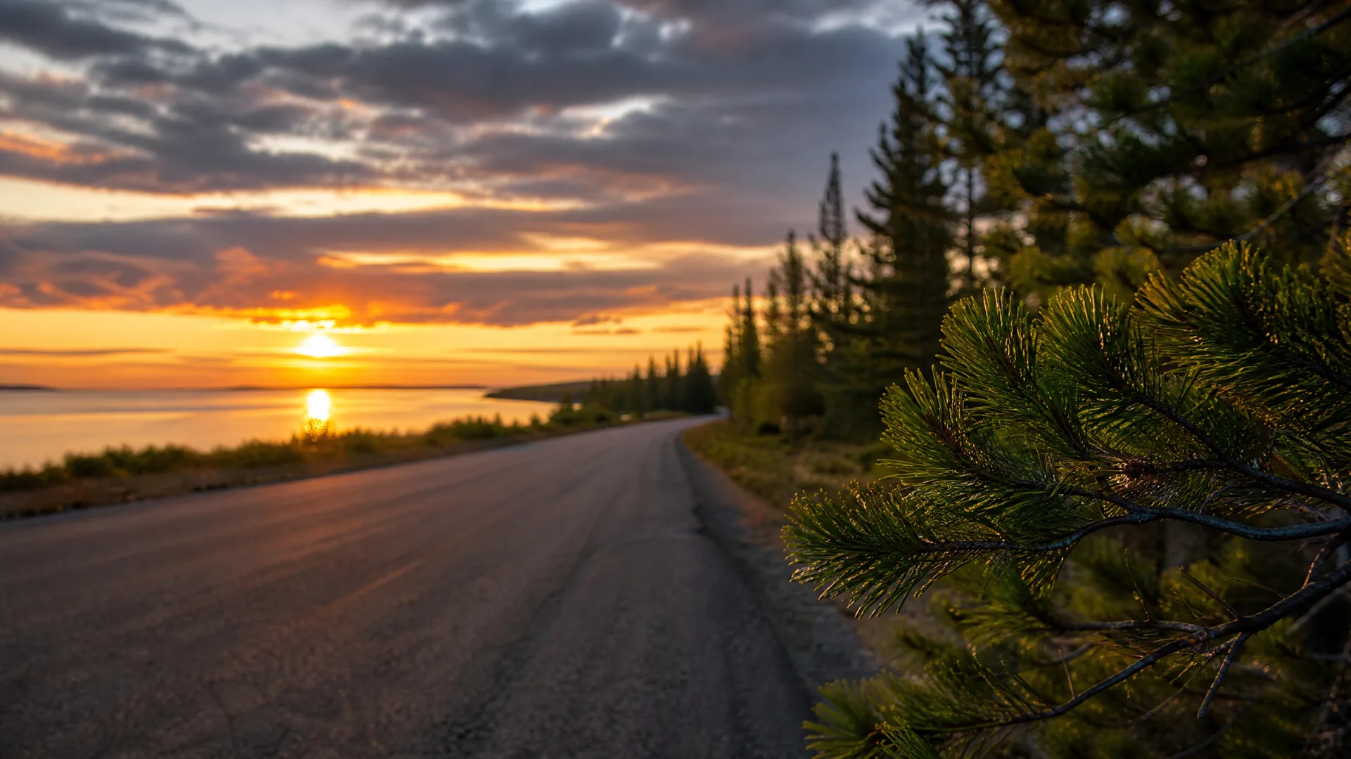 An empty asphalt road curves along a shoreline at sunset, with conifer trees on the right and a sunlit pine branch in close foreground.